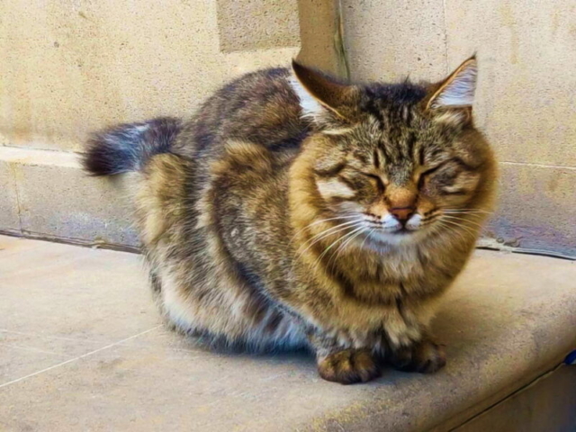 Gato callejero en Baku, Azerbaiyán Gato callejero en Baku, Azerbaiyán