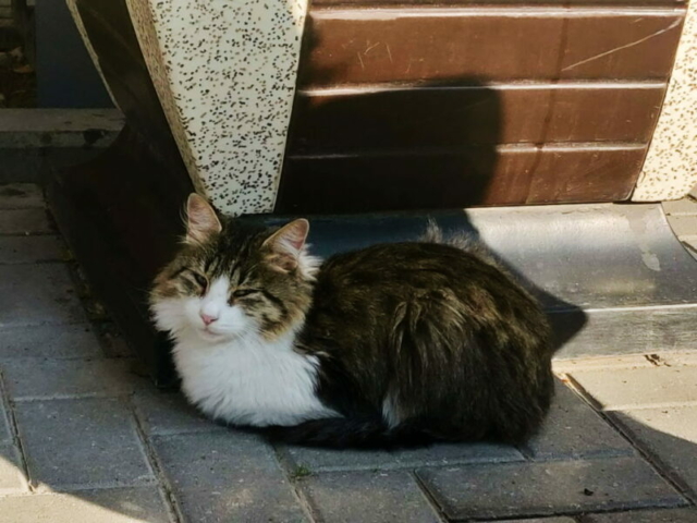 Gato callejero en Baku, Azerbaiyán Gato callejero en Baku, Azerbaiyán