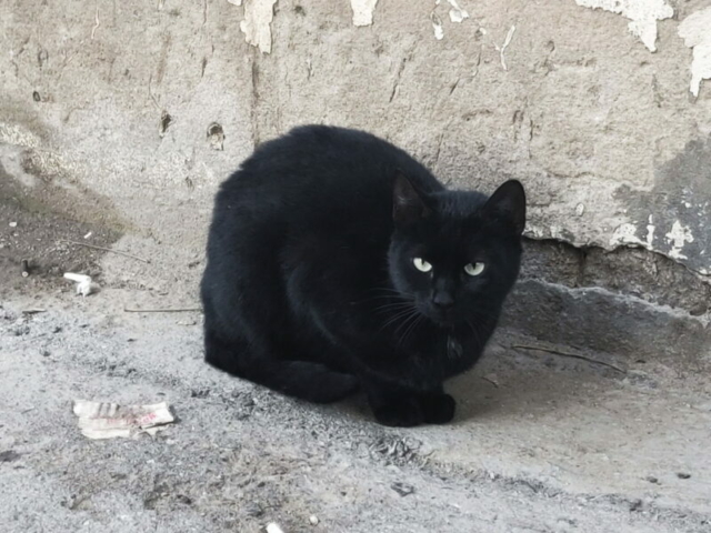 Gato callejero en Baku, Azerbaiyán Gato callejero en Baku, Azerbaiyán