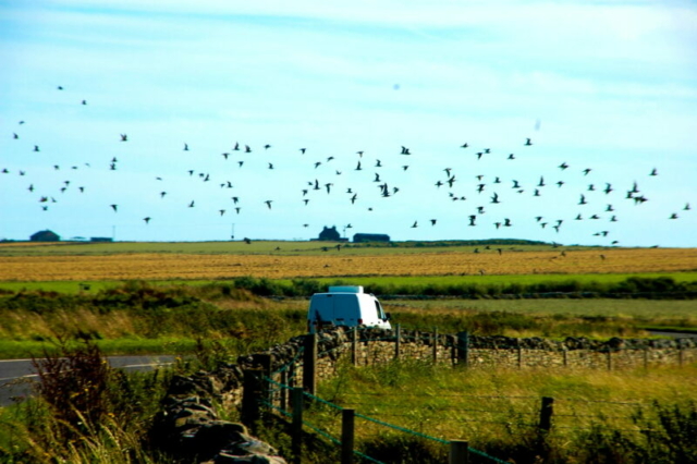 El ataque de los pajaros en las Islas Orcadas