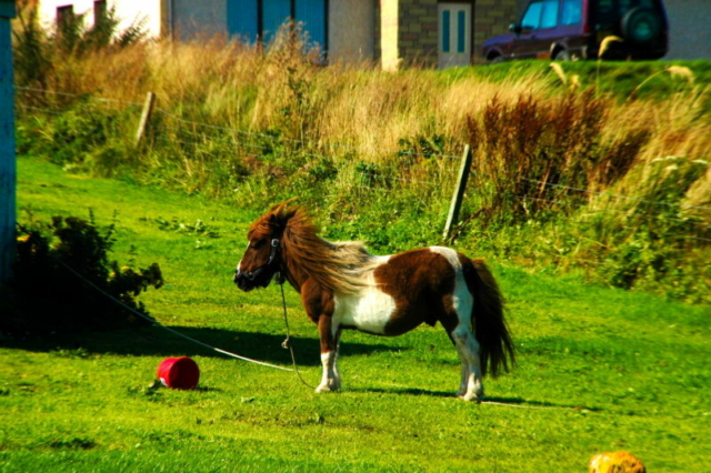 Caballo ciclado