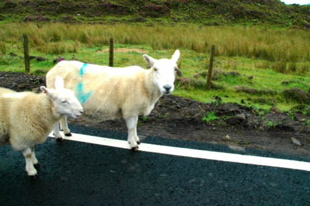 Ovejas en la isla de Skye