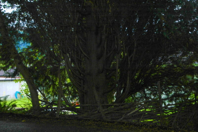 Arbol endemoniado